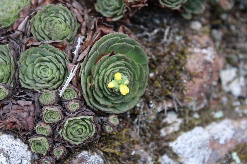 Aeonium aizoon photo 2