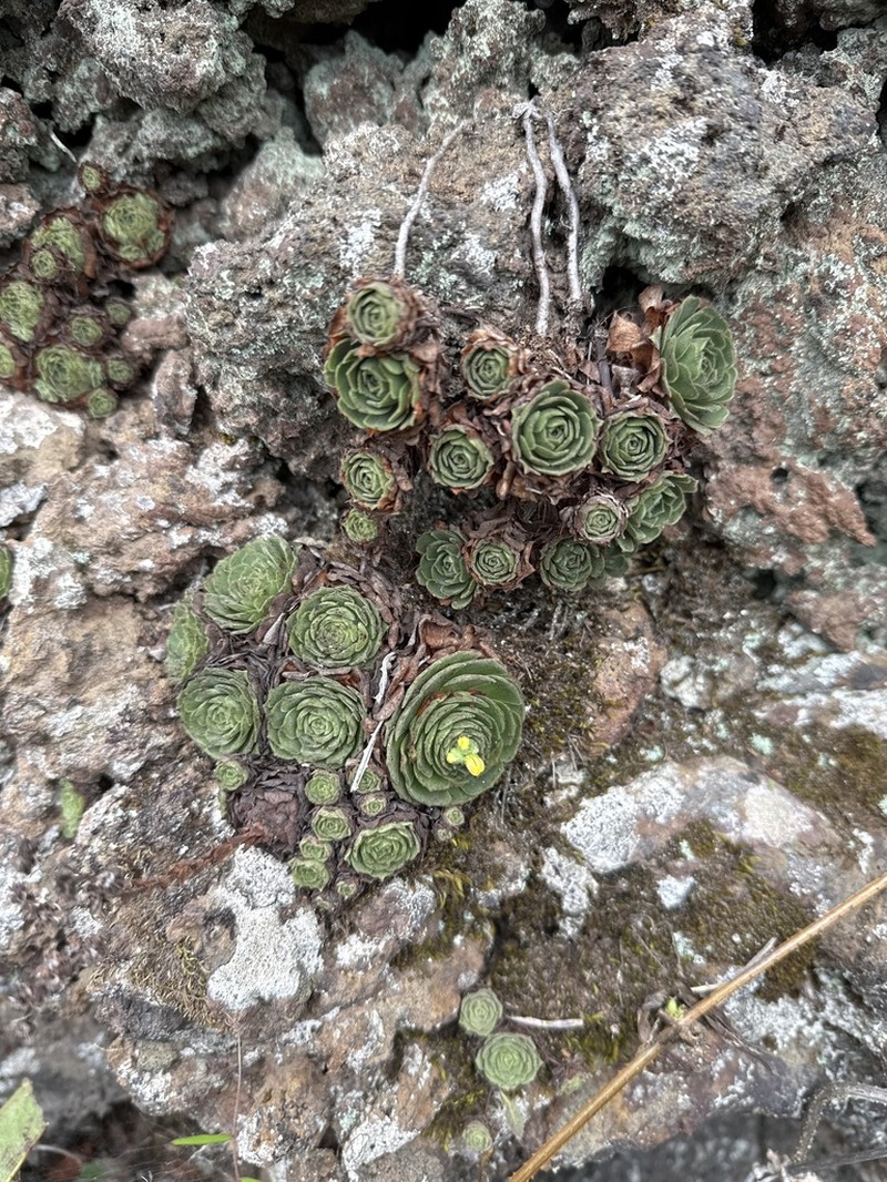 Aeonium aizoon photo 3