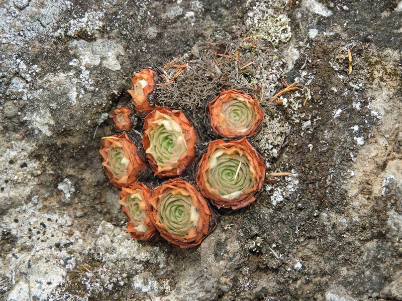 Aeonium aizoon photo 5