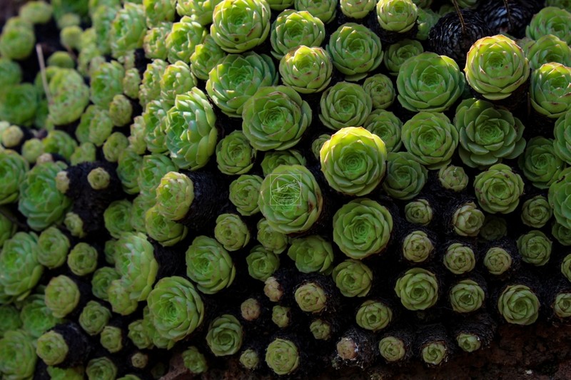 Aeonium aizoon photo 6