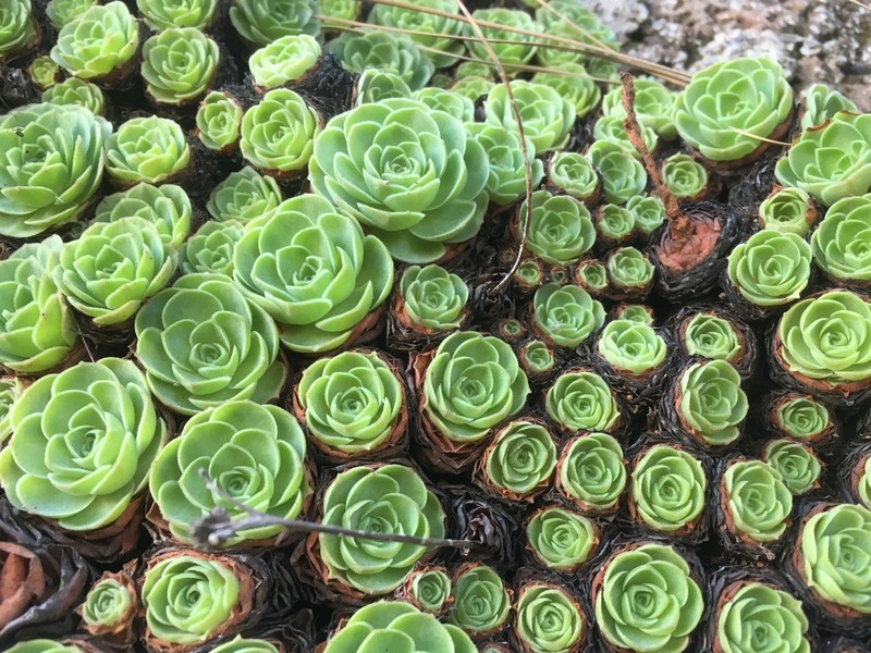 Aeonium aizoon photo 7