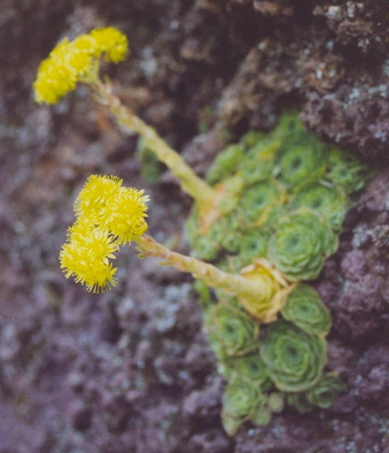 Aeonium aizoon photo 8