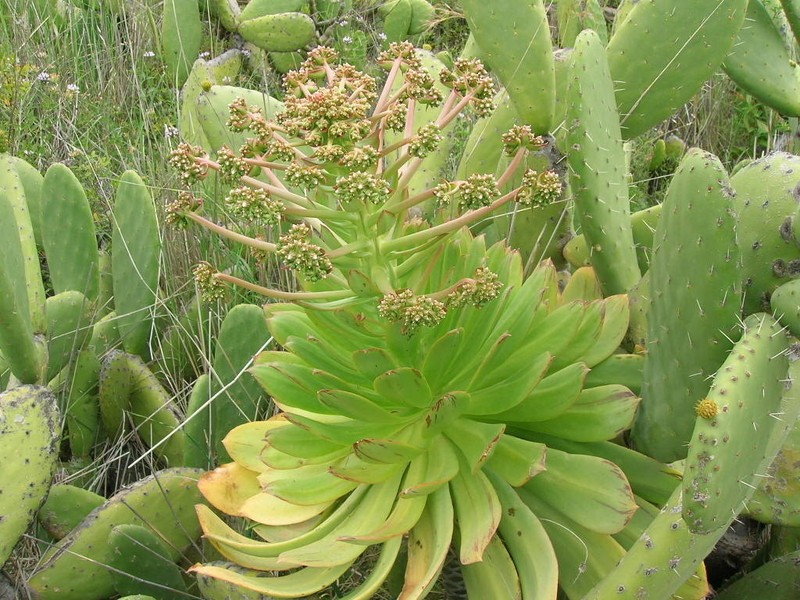 Aeonium appendiculatum