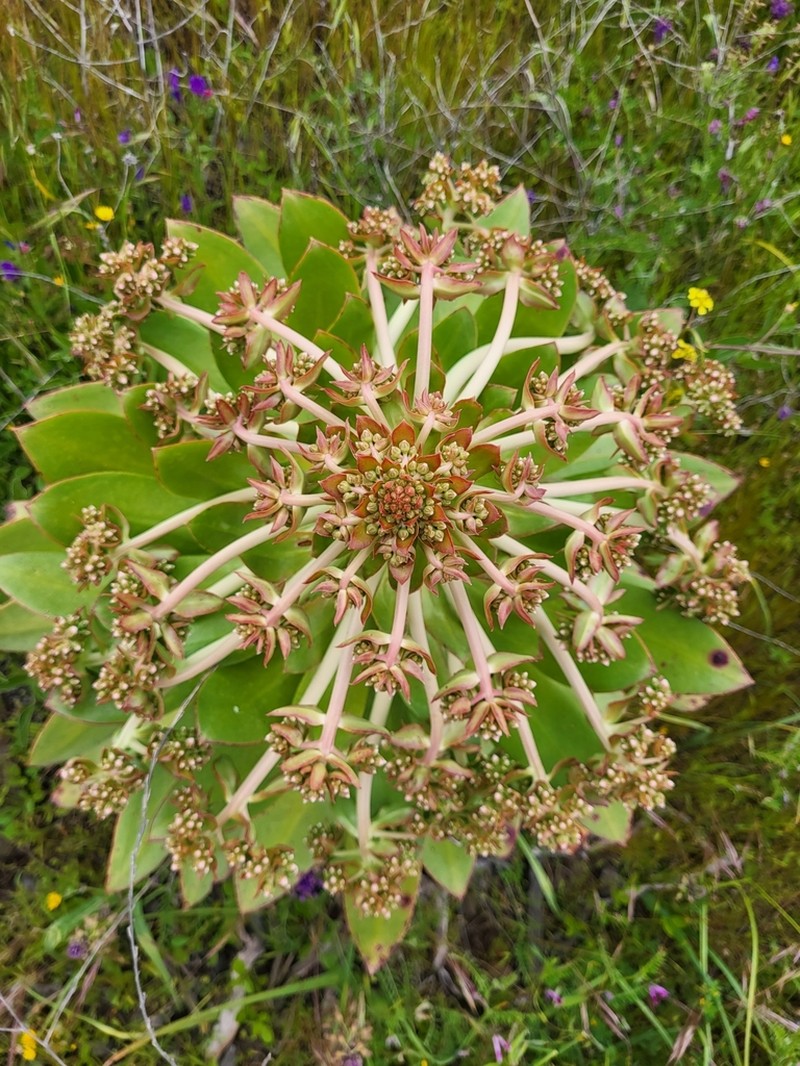 Aeonium appendiculatum photo 2