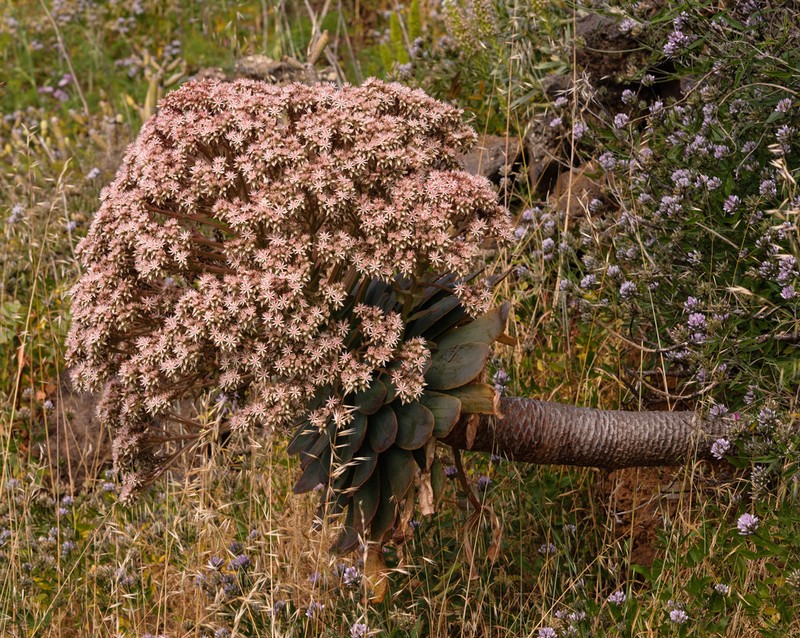 Aeonium appendiculatum photo 3