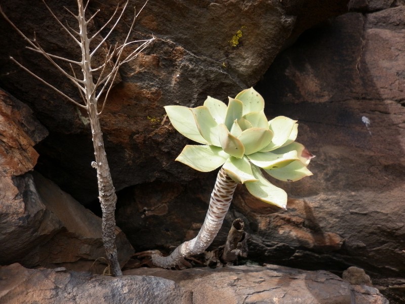 Aeonium appendiculatum photo 4
