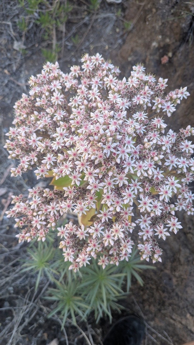 Aeonium appendiculatum photo 5