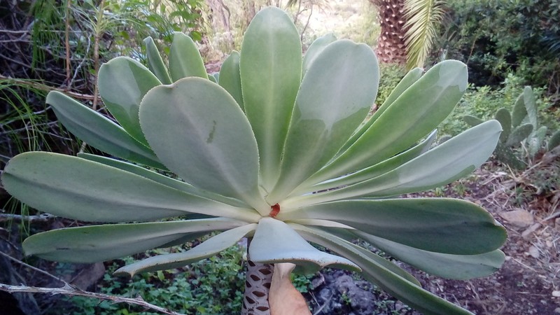 Aeonium appendiculatum photo 6