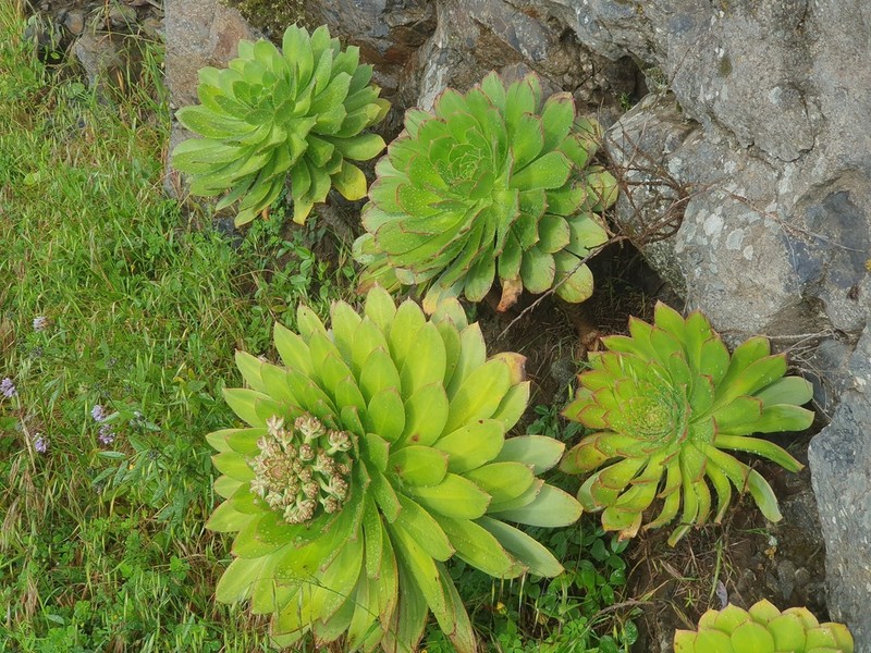 Aeonium appendiculatum photo 7