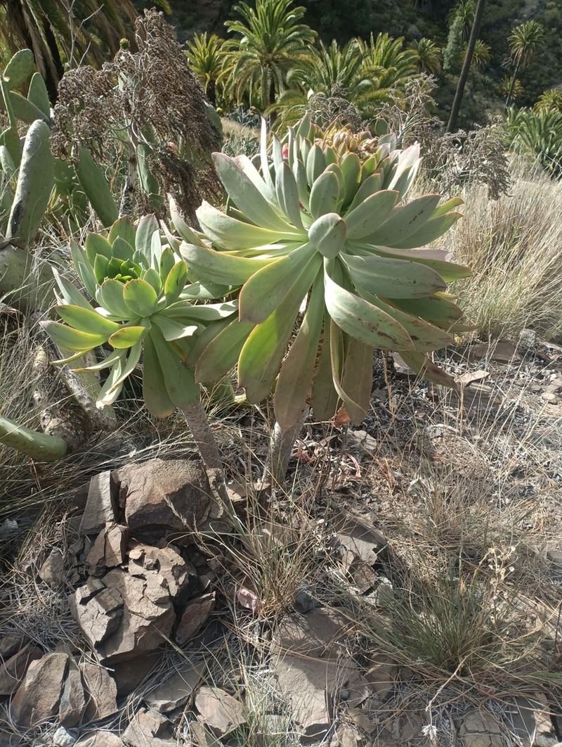 Aeonium appendiculatum photo 8