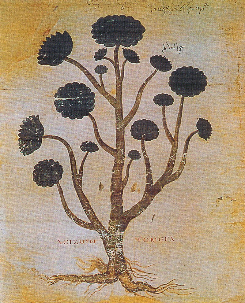 Tree Aenium photo 3