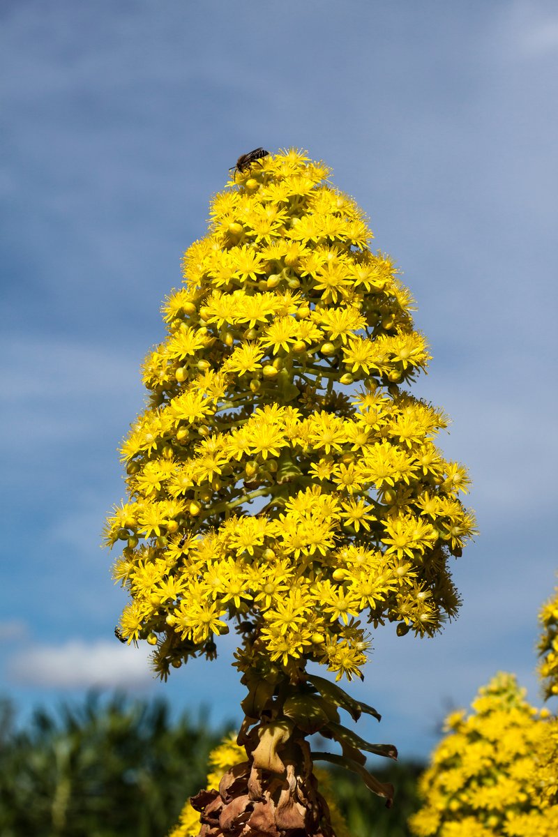 Tree Aenium photo 5