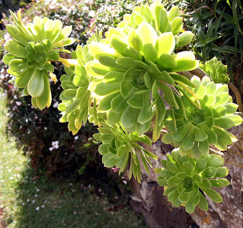 Tree Aenium