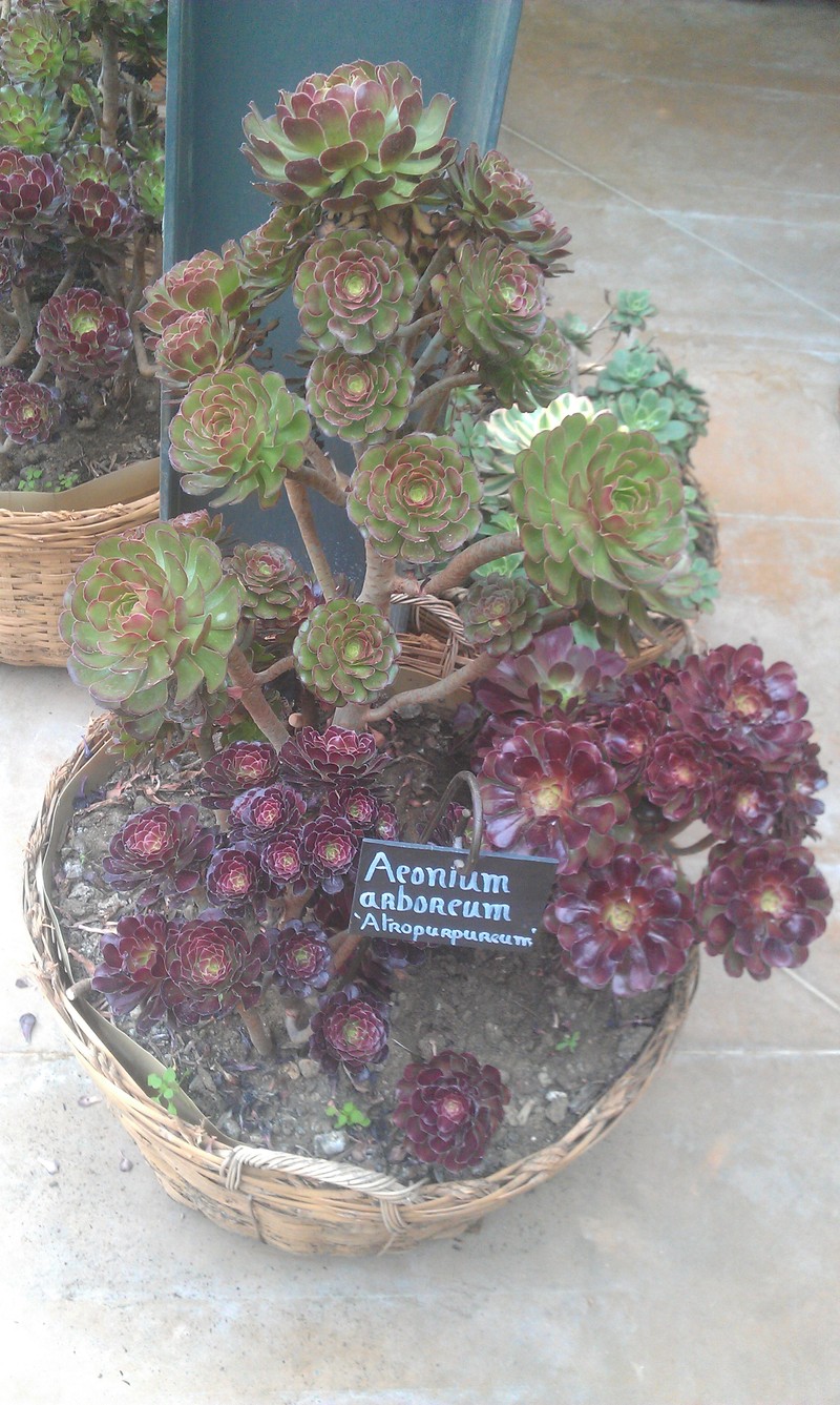 Tree Aenium photo 7