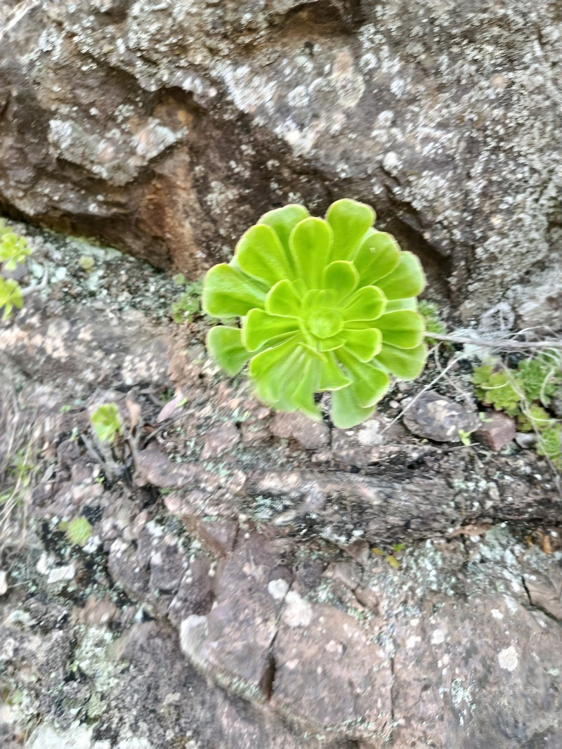 Aeonium arboreum subsp. arboreum