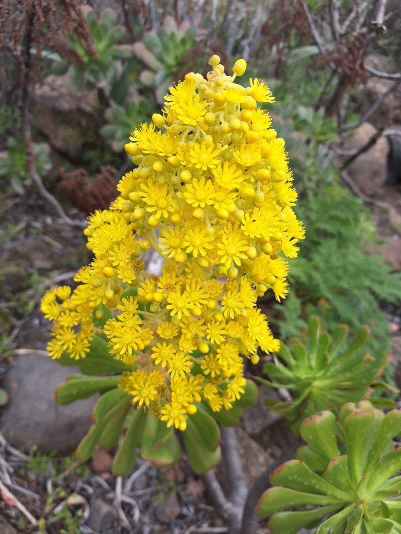 Aeonium arboreum subsp. arboreum photo 2