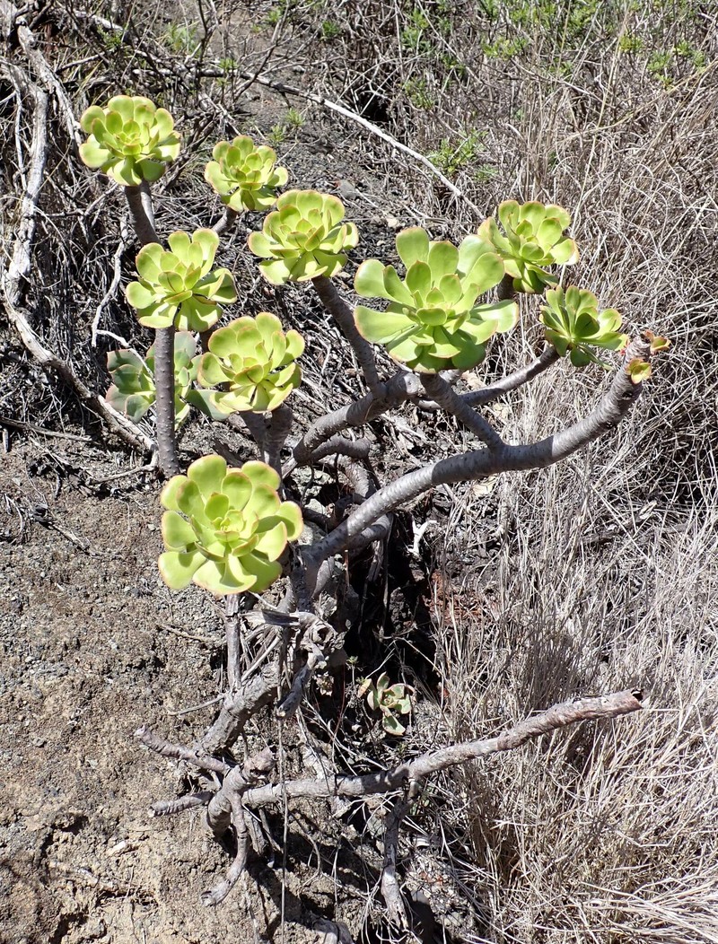 Aeonium arboreum subsp. arboreum photo 3