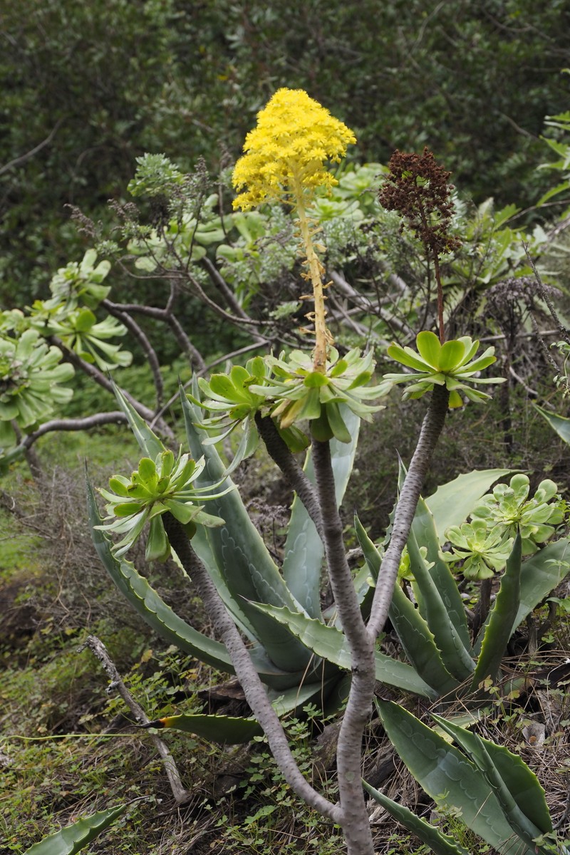 Aeonium arboreum subsp. arboreum photo 4