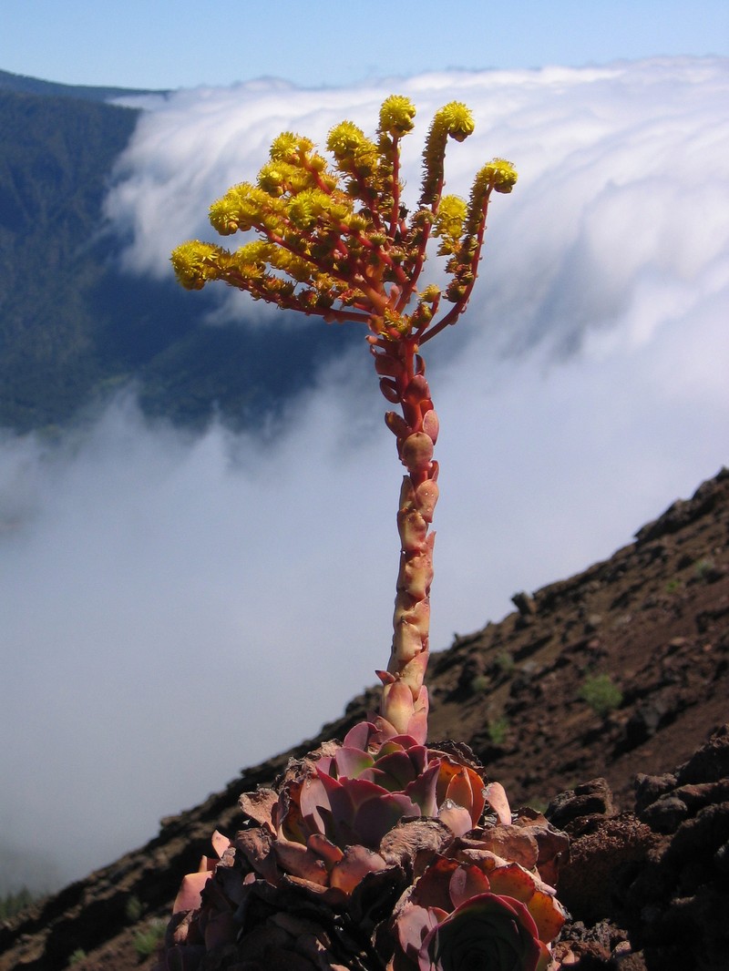 Aeonium aureum