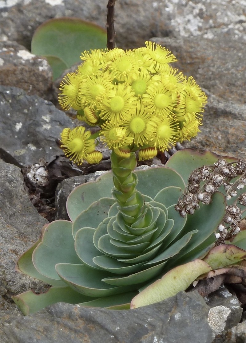Aeonium aureum photo 2