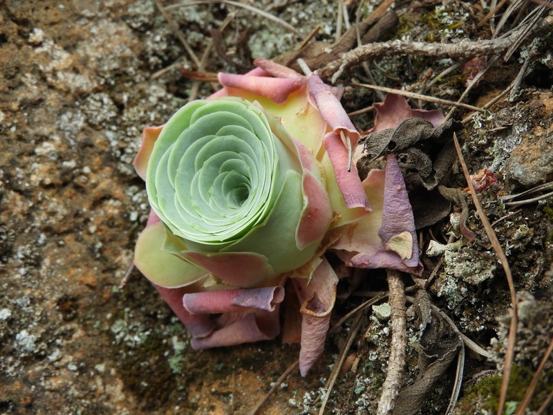 Aeonium aureum photo 3
