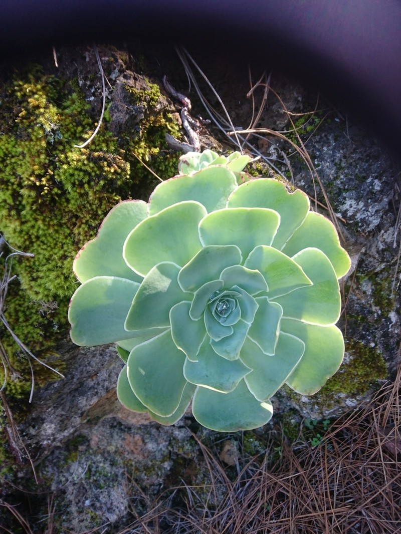 Aeonium aureum photo 4