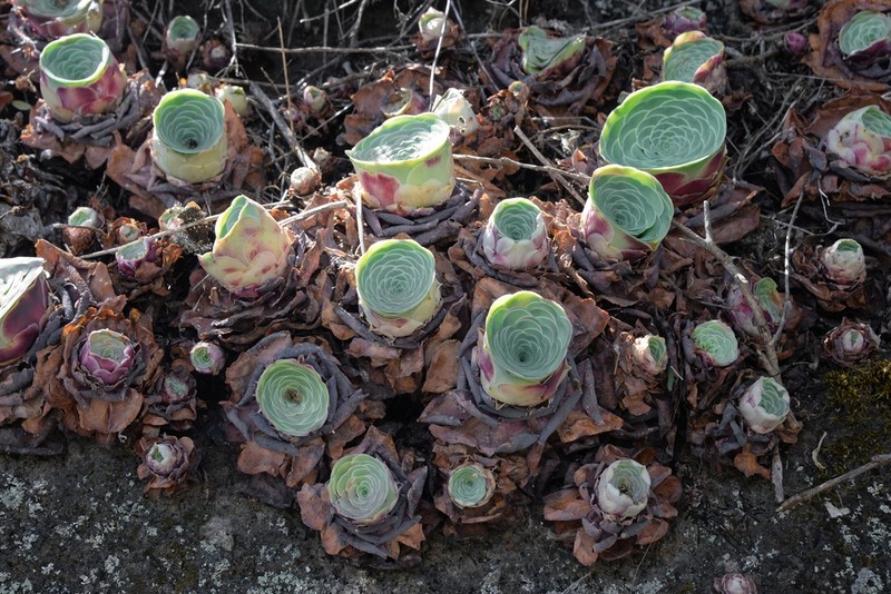 Aeonium aureum photo 5