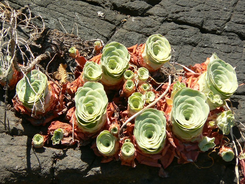 Aeonium aureum photo 7