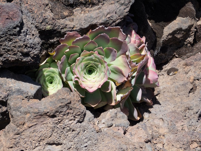 Aeonium aureum photo 8