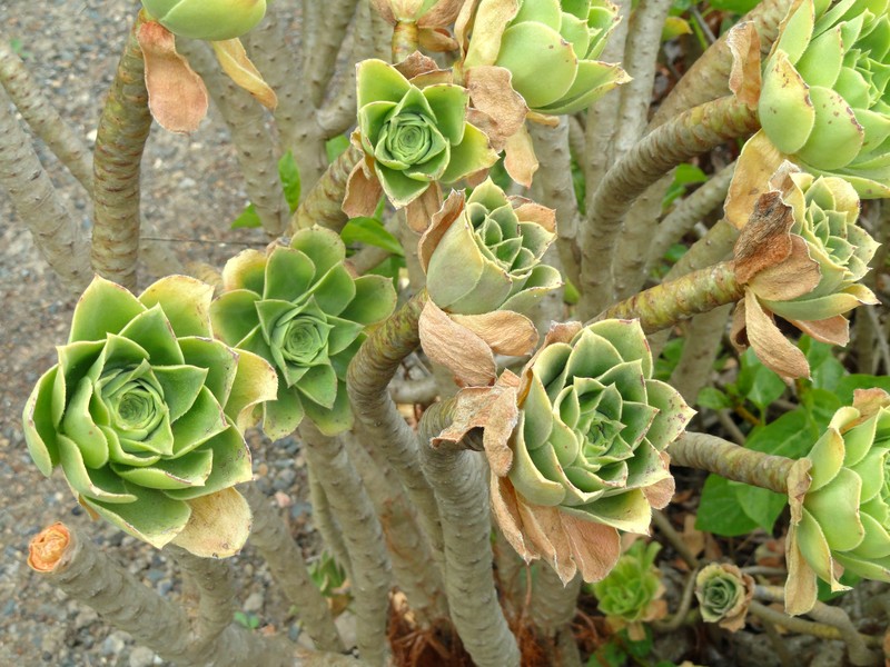 Aeonium balsamiferum
