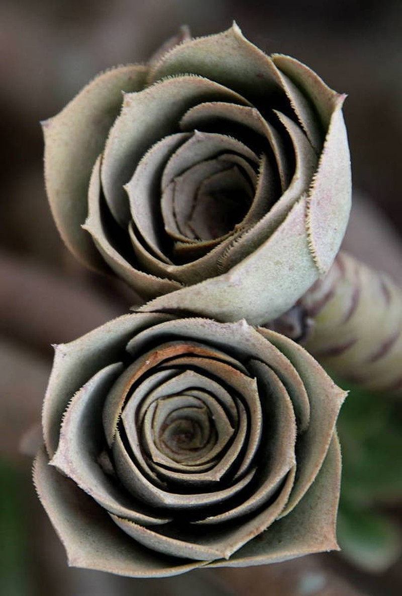 Aeonium balsamiferum photo 2