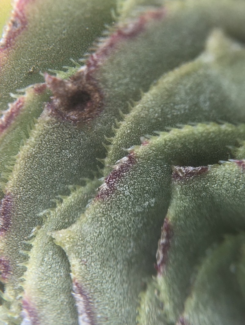 Aeonium balsamiferum photo 3
