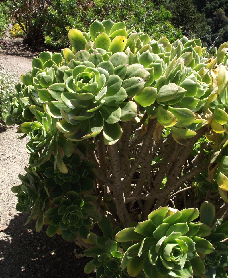 Aeonium balsamiferum photo 4