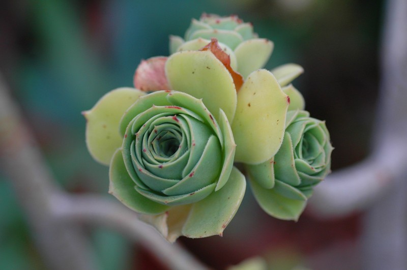 Aeonium balsamiferum photo 5
