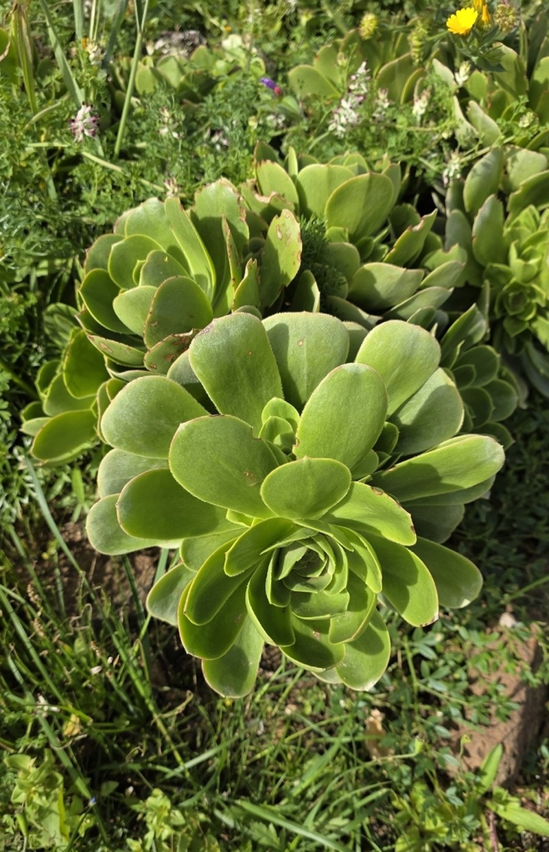 Aeonium balsamiferum photo 6