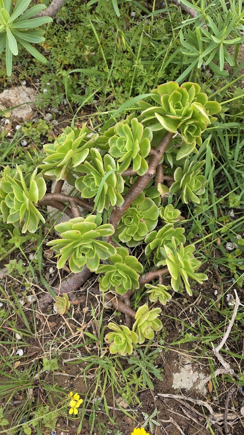 Aeonium balsamiferum photo 7