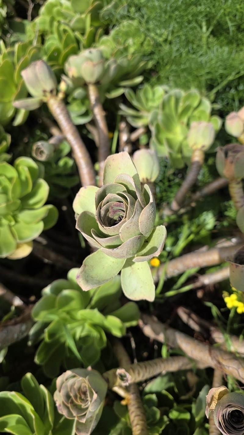 Aeonium balsamiferum photo 8