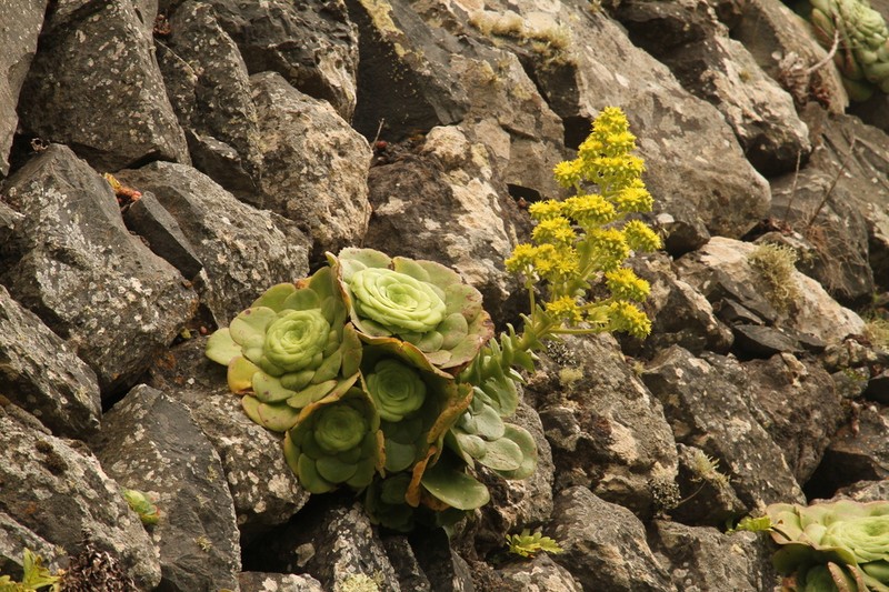 Aeonium canariense photo 2