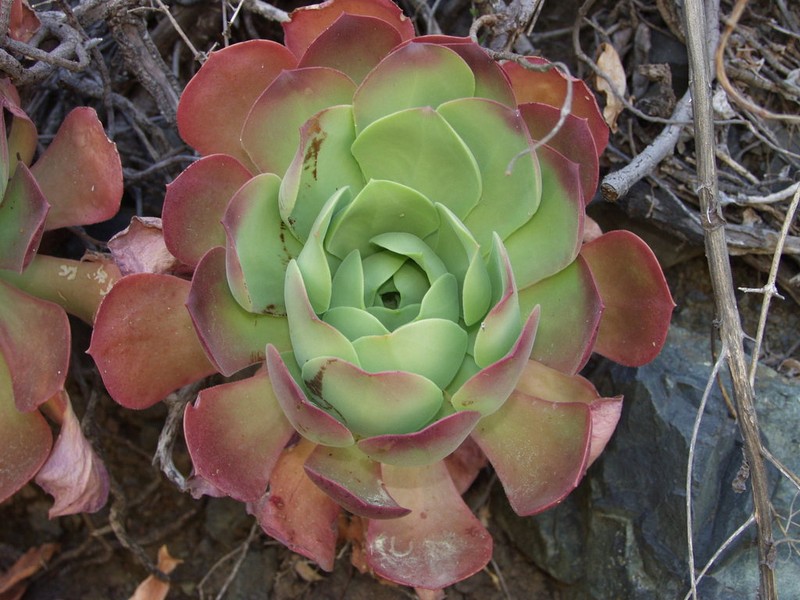 Aeonium canariense photo 3