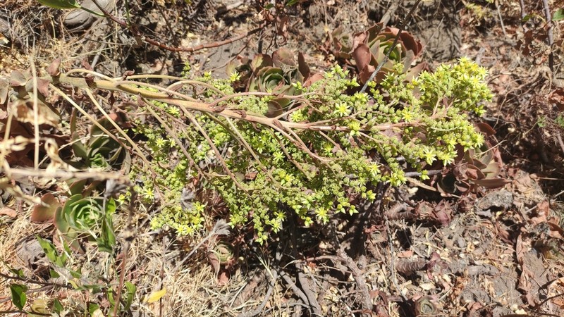 Aeonium canariense photo 4