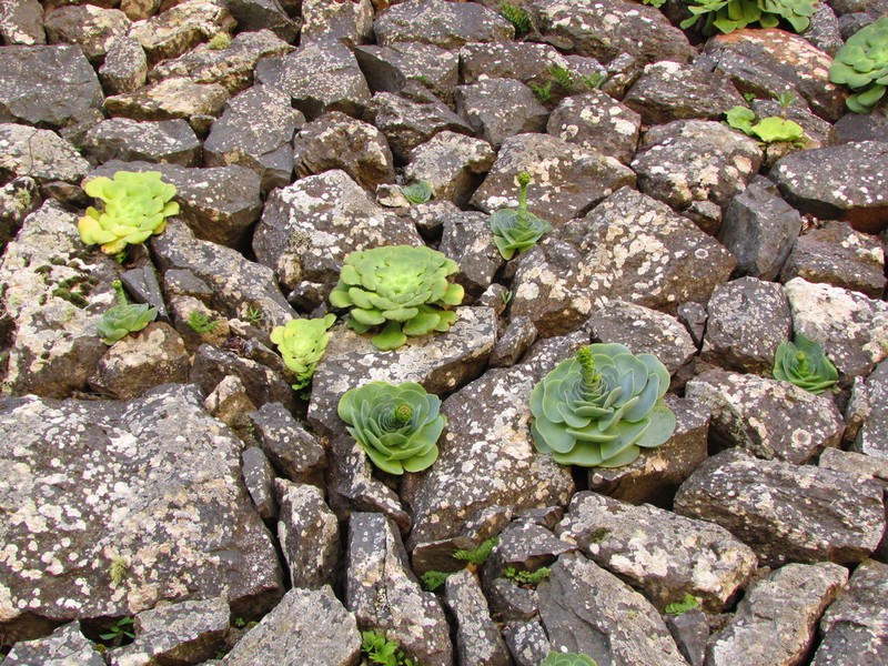 Aeonium canariense photo 5