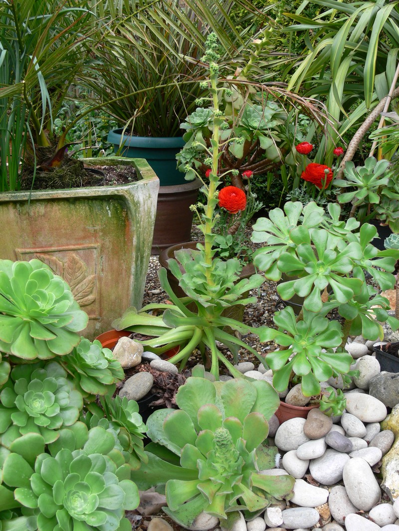 Aeonium canariense photo 6