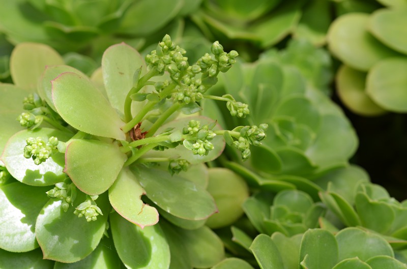 Aeonium canariense photo 7