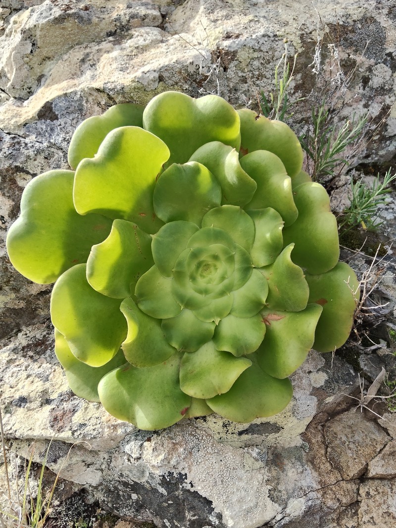 Aeonium canariense subsp. canariense