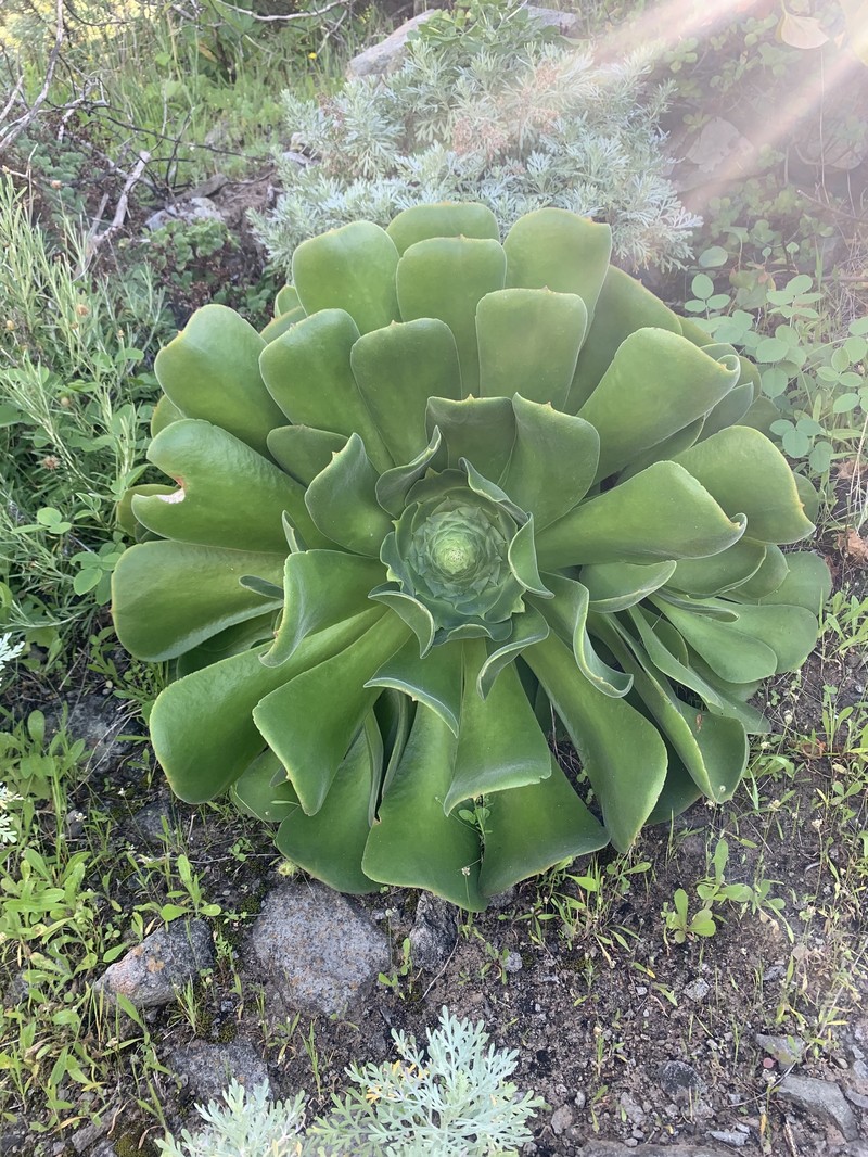 Aeonium canariense subsp. canariense photo 2