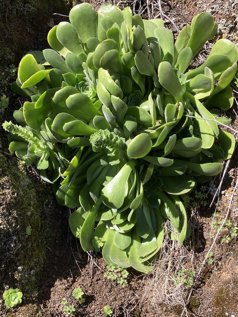 Aeonium canariense subsp. canariense photo 3