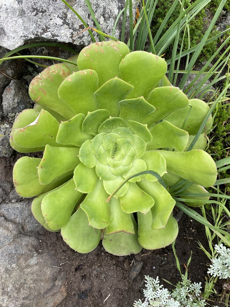 Aeonium canariense subsp. canariense photo 4