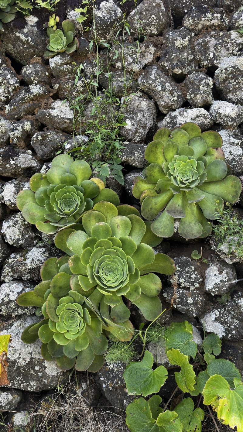 Aeonium canariense subsp. longithyrsum