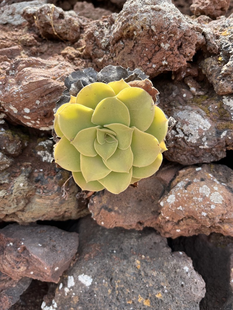 Aeonium canariense subsp. longithyrsum photo 2