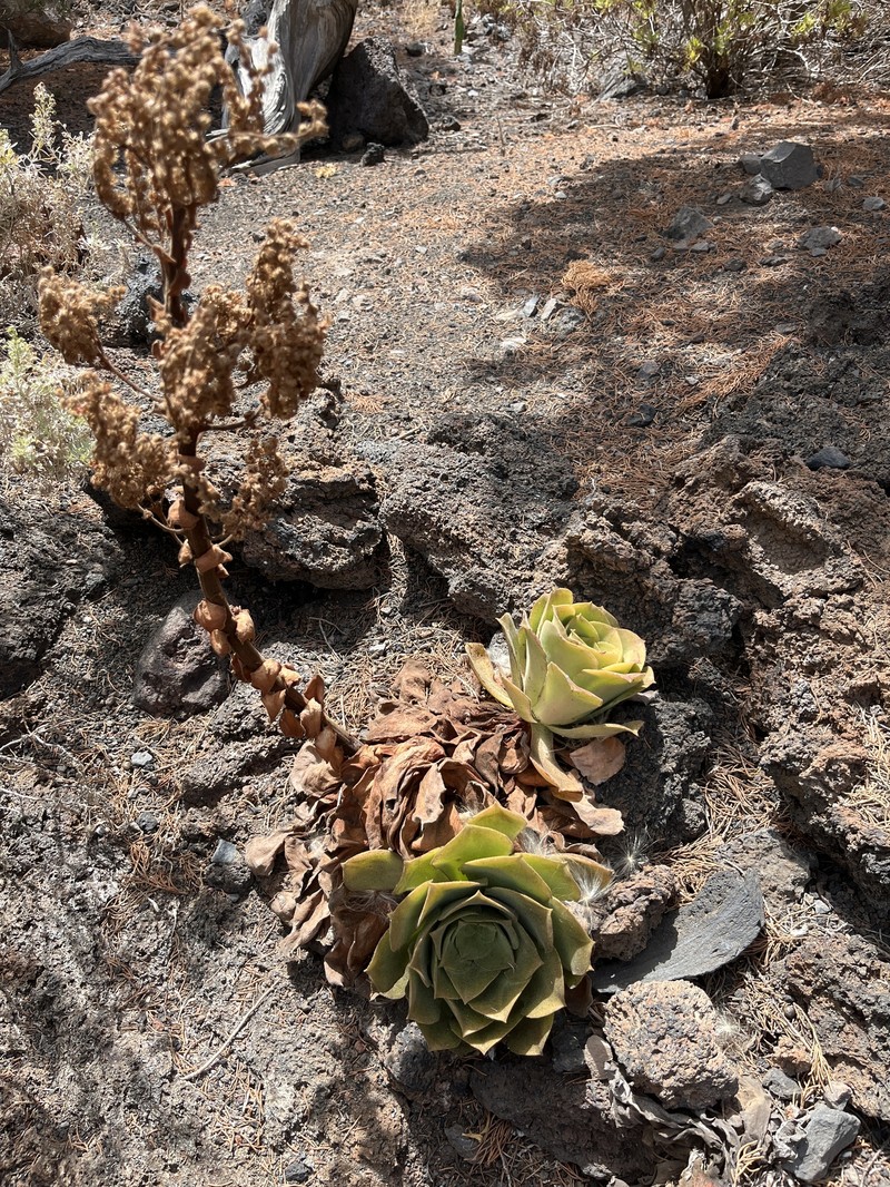Aeonium canariense subsp. longithyrsum photo 3